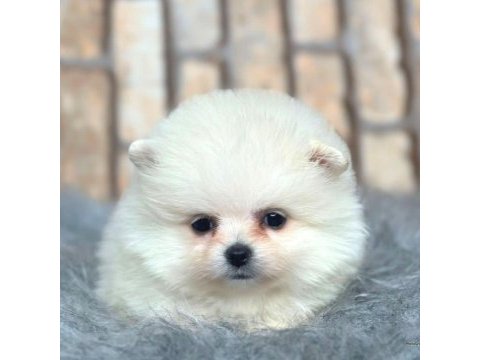 Ayıcık suratlı pomeranian boo köpeği