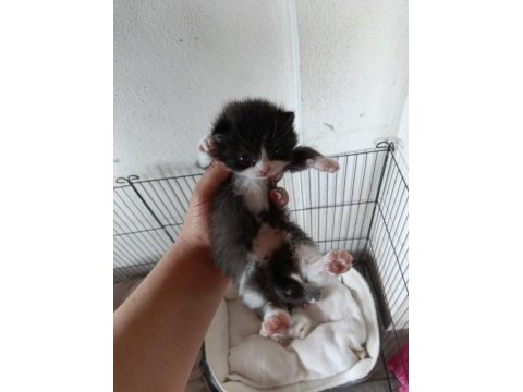 Scottish fold bebekler yuva arıyor