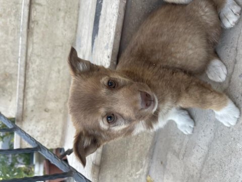 Rus finosu 2 aylık köpeğimiz