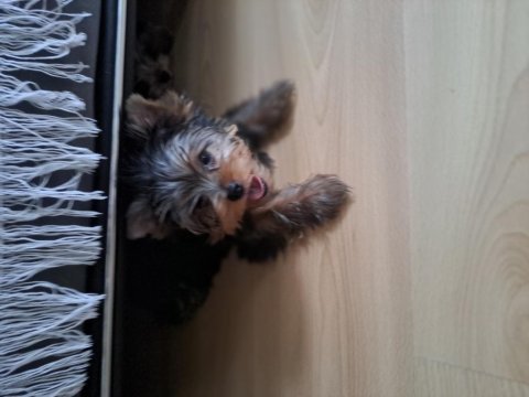 Micro boy yorkshire terrier bebekler