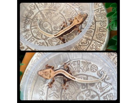 Crested gecko yavrular
