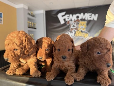 Wc eğitimli maltipo yavrular toy poodle yavrular ank