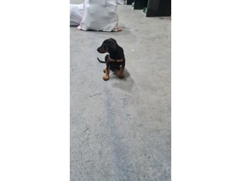 A kalite doberman yavrusu
