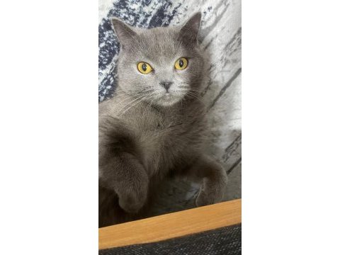 4 yaşında kısır dişi kedimiz