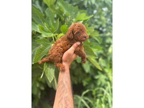 Irk garantili safkan toy poodle yavrum
