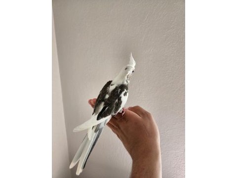 Wifi cinemon takım sultan papağanı
