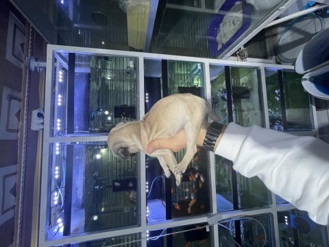 Minyatür pug yavrumuz
