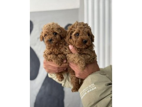 Kıvır kıvır poodle bebekler