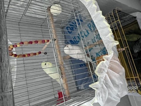 İlgilenenler yazabilir jumbo çift 3 aylık muhabbet kuşu