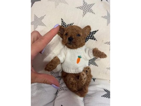 En sevimli toy poodle bebekler