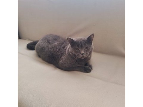 8 aylık british shorthair bütün vitamin aşıları tamamdır
