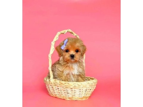 Maltipoo sevimli güzellikler yuva bekliyor 