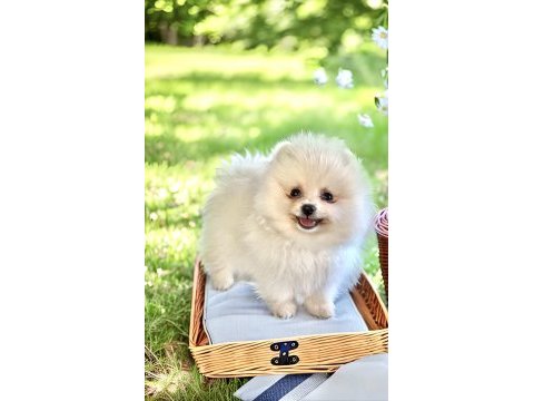 Antalya bembeyaz orjinal dişi erkek pomeranian yavru