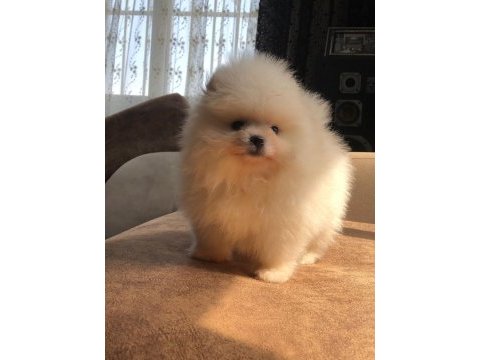 3 aylık 1 dişi ve 1 erkek üst kalite pomeranian boo