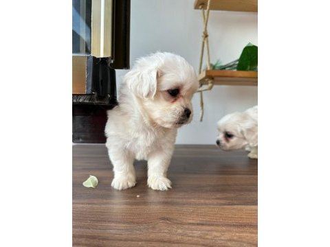 Sevimli maltipoo canlar