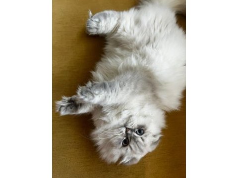 British longhair top kafa mavi gözlü dişi kedim