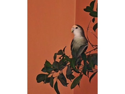 Yavru cennet papağanı özel renk