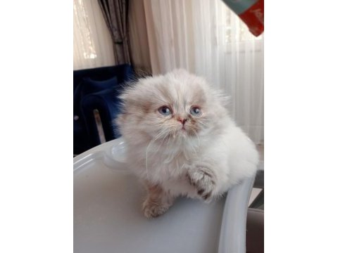 Scottish fold longhair