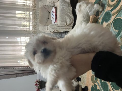 Korekan maltese terrier