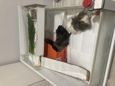 Ücretsiz uysal 2 guinea pig