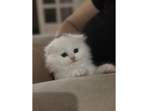 British longhair orjinal