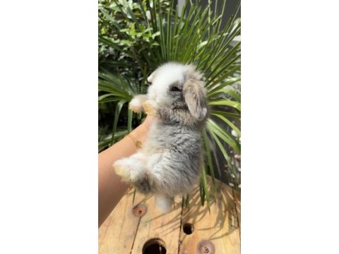 Safkan hollanda lop tavşanlar gönderim var