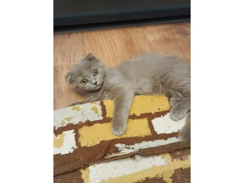 Yakışıklı scottish fold