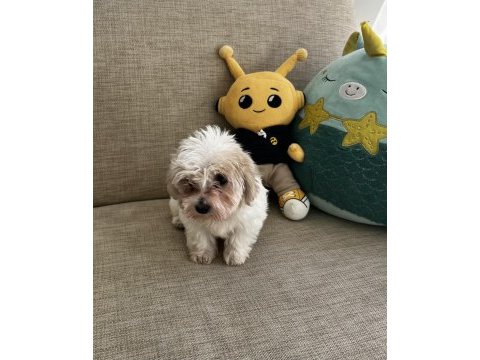 Yavru kore maltese