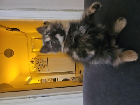 British longhair 2 buçuk ay