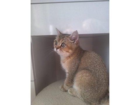 Golden british shorthair