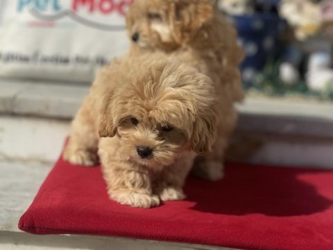 Ankarada yasal çiftlikde ziyarete açık maltipoo