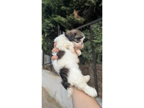 Shih tzu dişi minyatür yavru