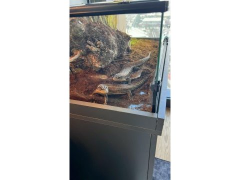 Sudan zırhlı kertenkelesi yasal çipli belgeli gecko