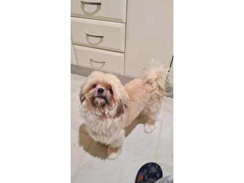 11 aylık shih tzu