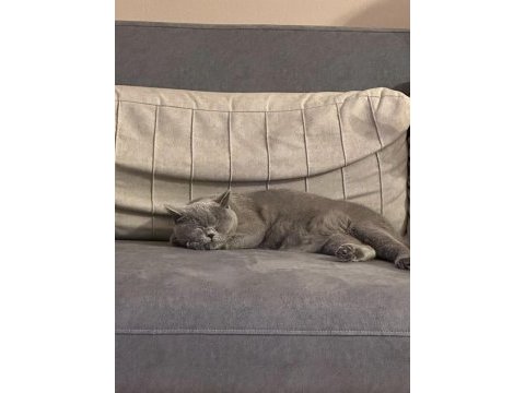 Sağlıklı dişi british shorthair