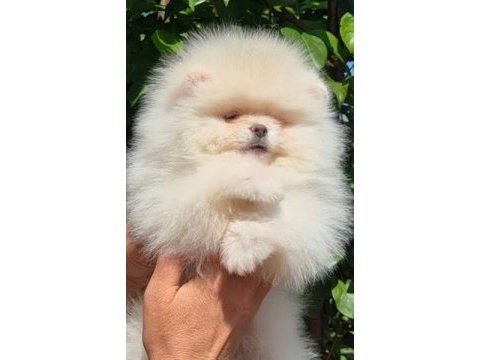 Fcı export sçr li pomeranian yavrular petmode den