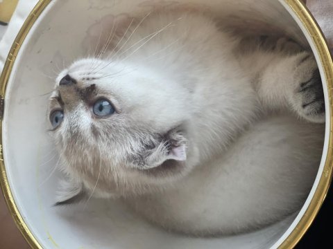 Scottish fold yavru