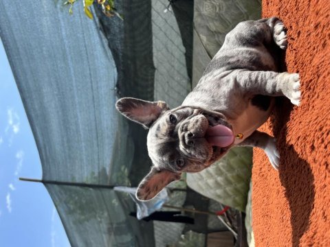 A kalite french bulldog bebekler