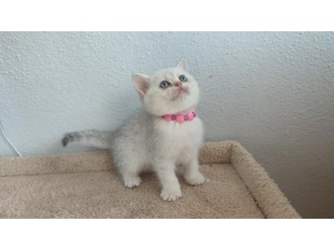 British shorthair silver ve blue point yavrular