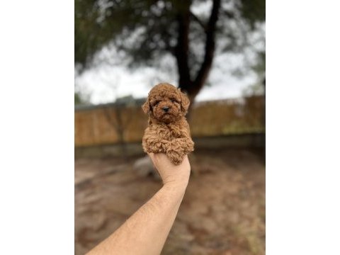 Renk renk çeşit çeşit toy poodle yavrularımız 