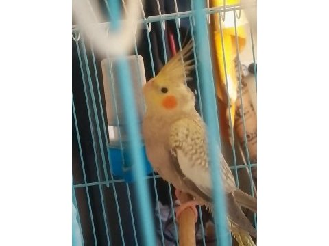Satılık sultan papağanı dişi 9 aylık
