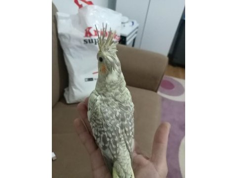 Daha yeni doğmuş sultan papağanı yavruları 4 yavru
