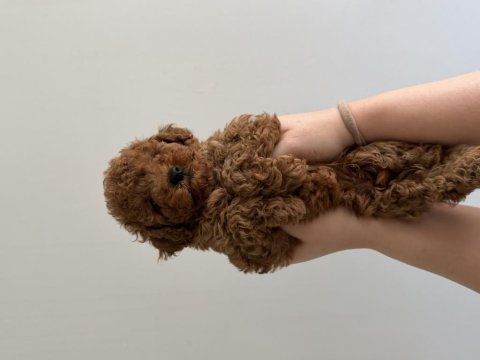 Toy poodle şecereli anneden