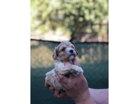 Ev ortamında sağlık ve ırk garantli maltipoo bebekler