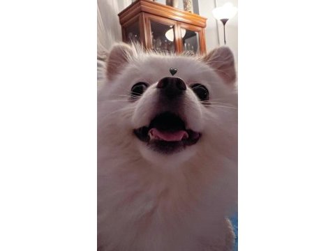 Pomeranian boo köpeğim
