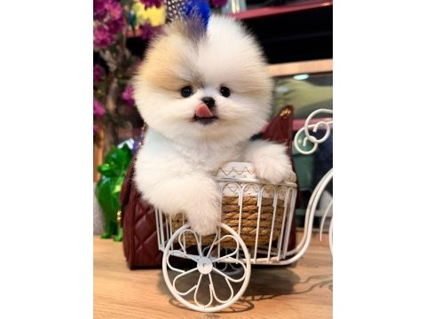 Sağlık ve ırk garantili pomeranian köpeği