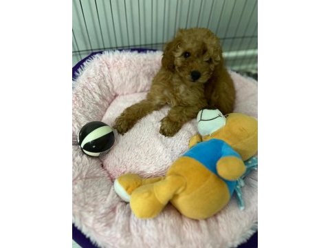 2 aylık çok güzel toy poodle