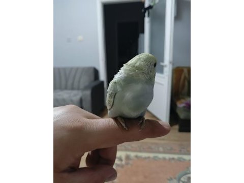Ele alışık muhabbet kuşu yavrular