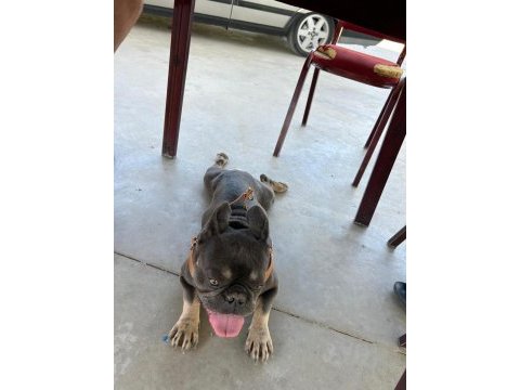 French buldog