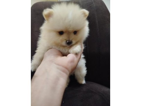 Ayı surat pomeranian boo yavruları